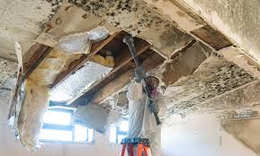 Best Attic Mold Removal  in Lake Shore, UT